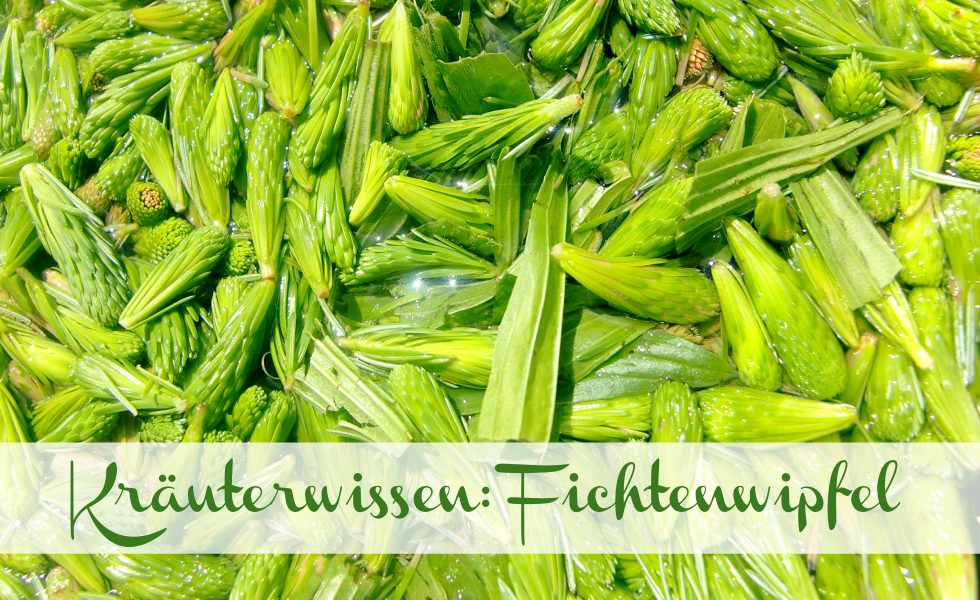 Fichtenwipfel