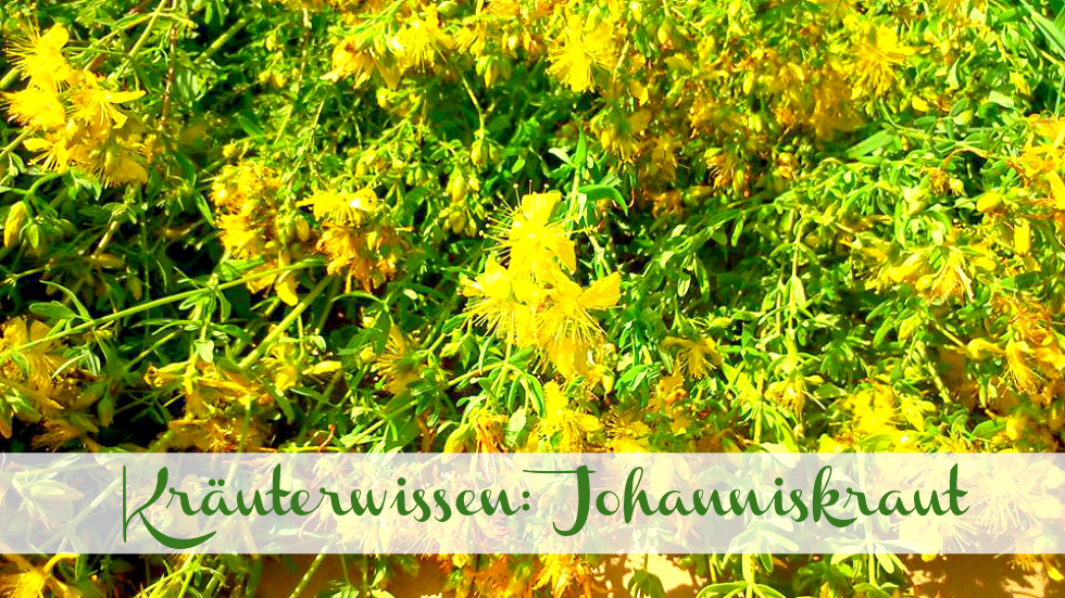 Johanniskraut