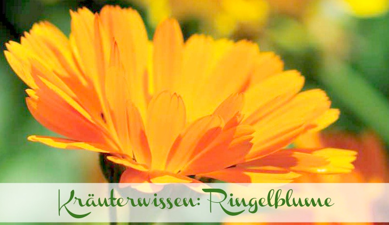 Ringelblume