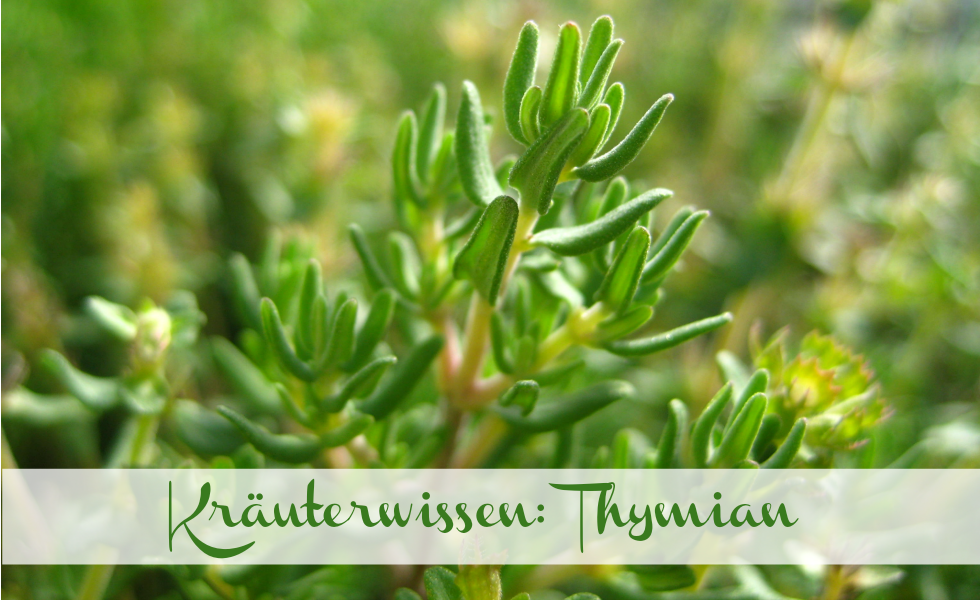 Kräuterwissen Thymian