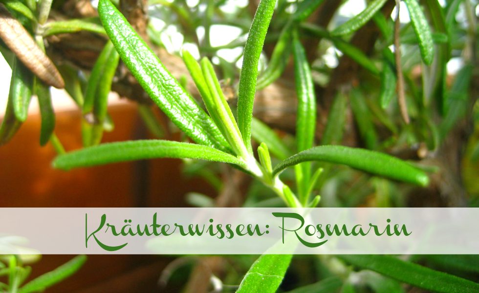 Kräuterwissen Rosmarin