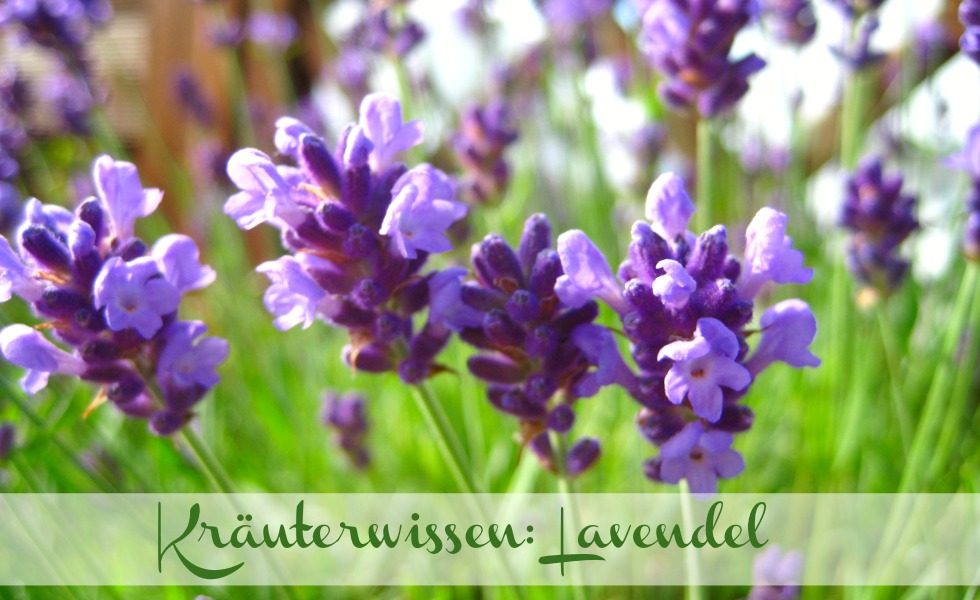 Kräuterwissen Lavendel