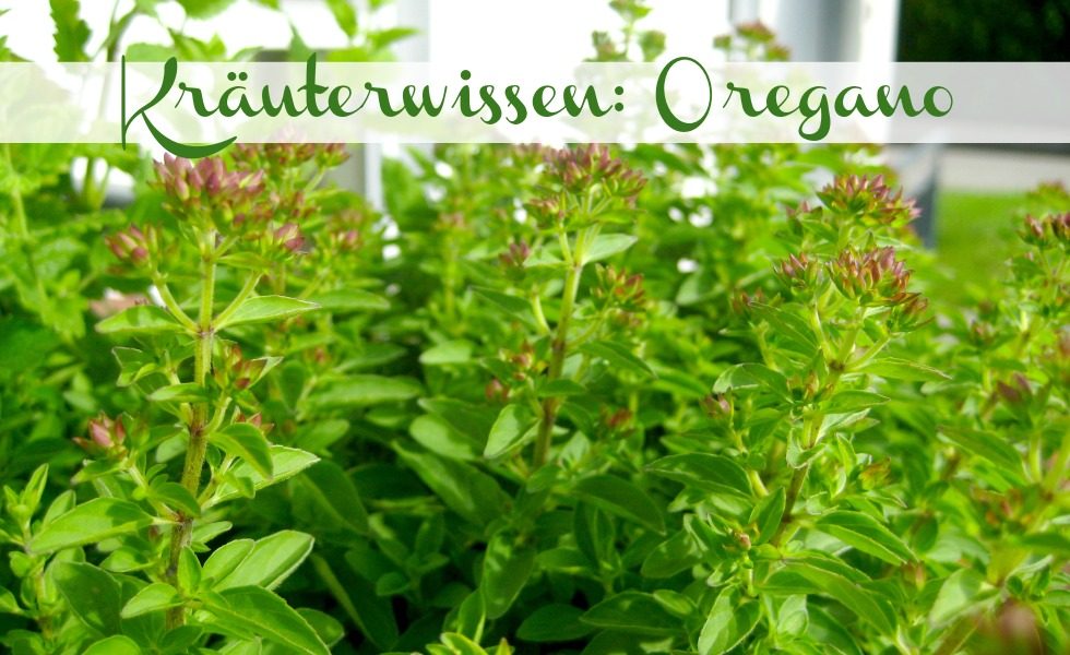 Kräuterwissen Oregano