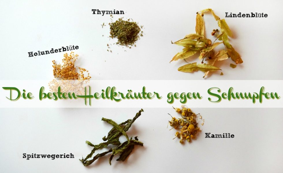 Heilkräuter gegen Schnupfen