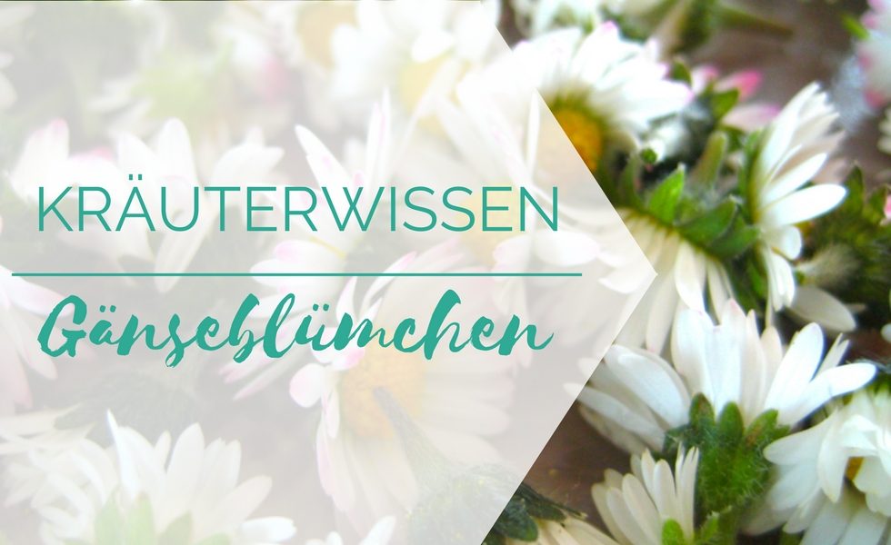 Kräuterwissen Gänseblümchen