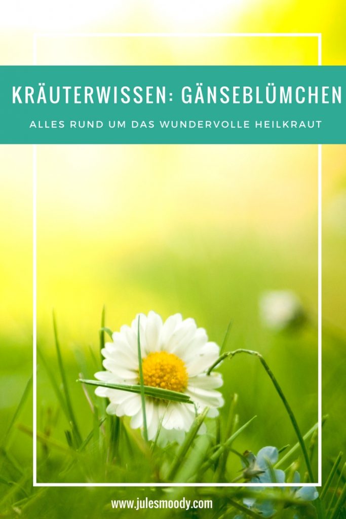 Gänseblümchen als Heilkraut