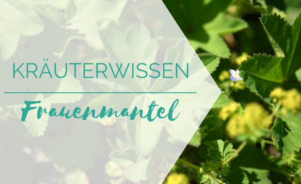 Frauenmantel
