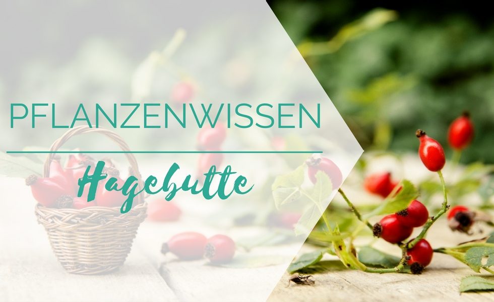 Hagebutte