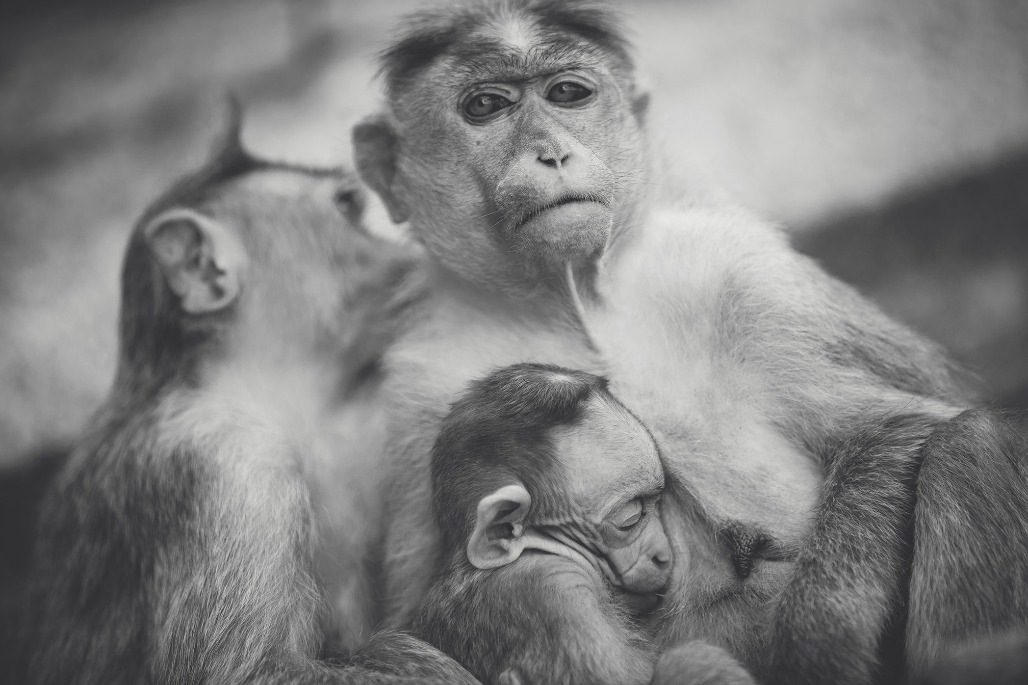 Tierfamilie Familie