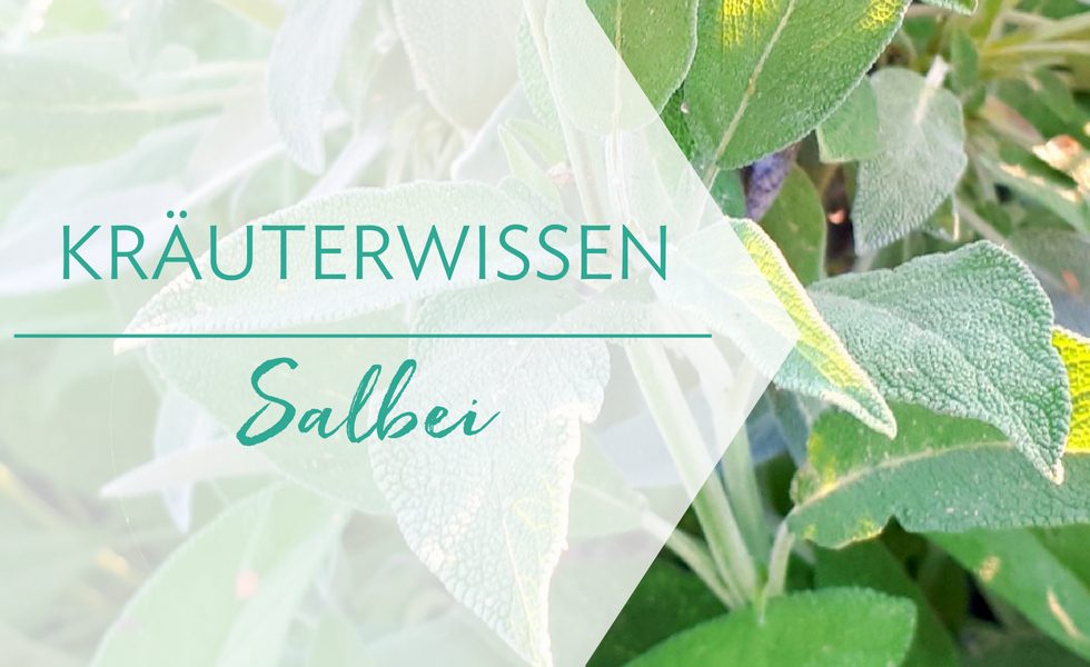 Kräuterwissen Salbei