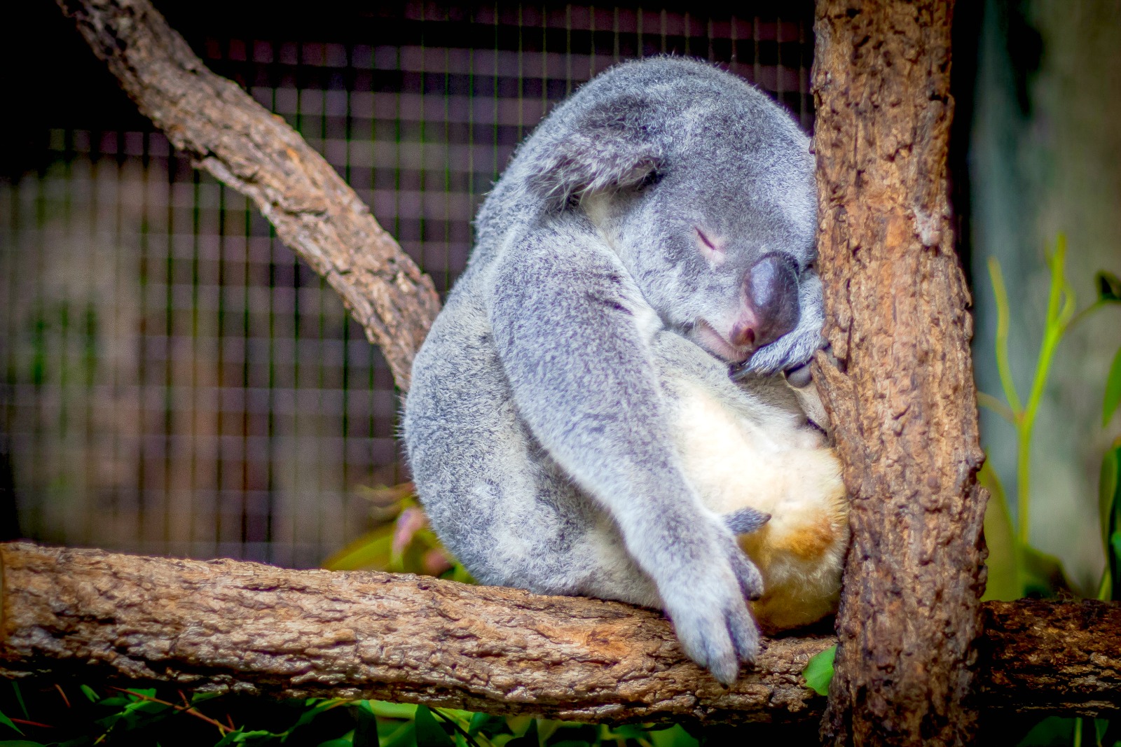 Koala
