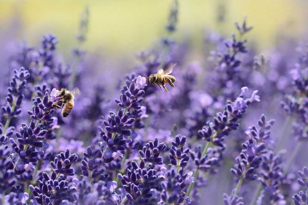 Lavendel