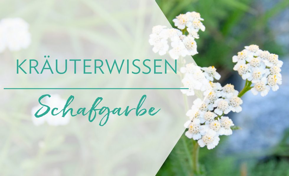 Heilkraut Schafgarbe