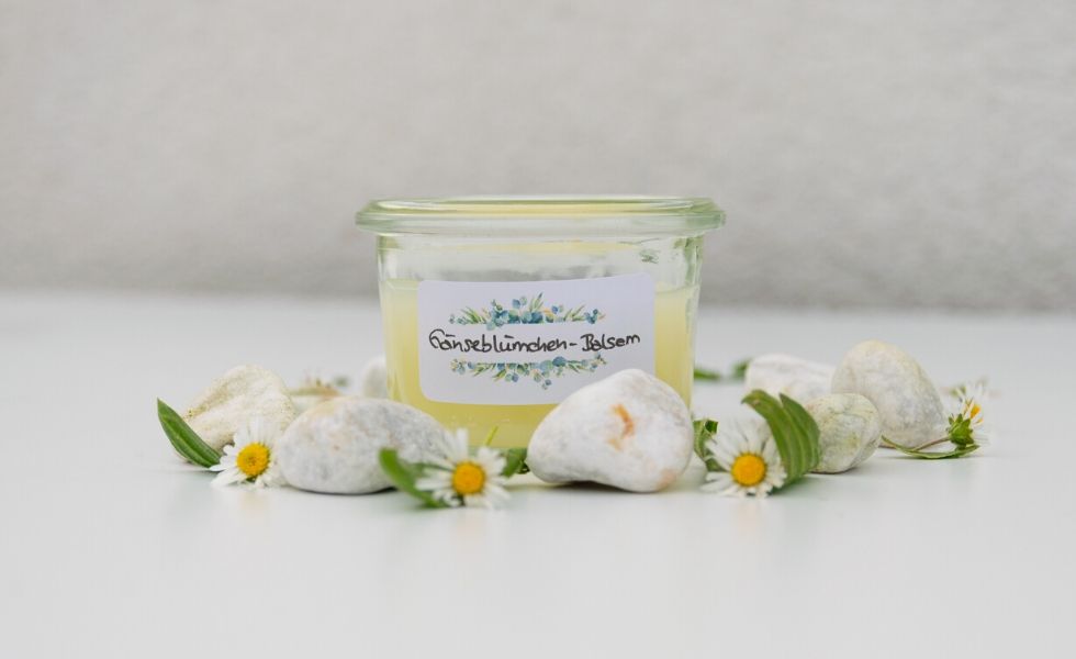 Gänseblümchen-Balsam ganz einfach herstellen