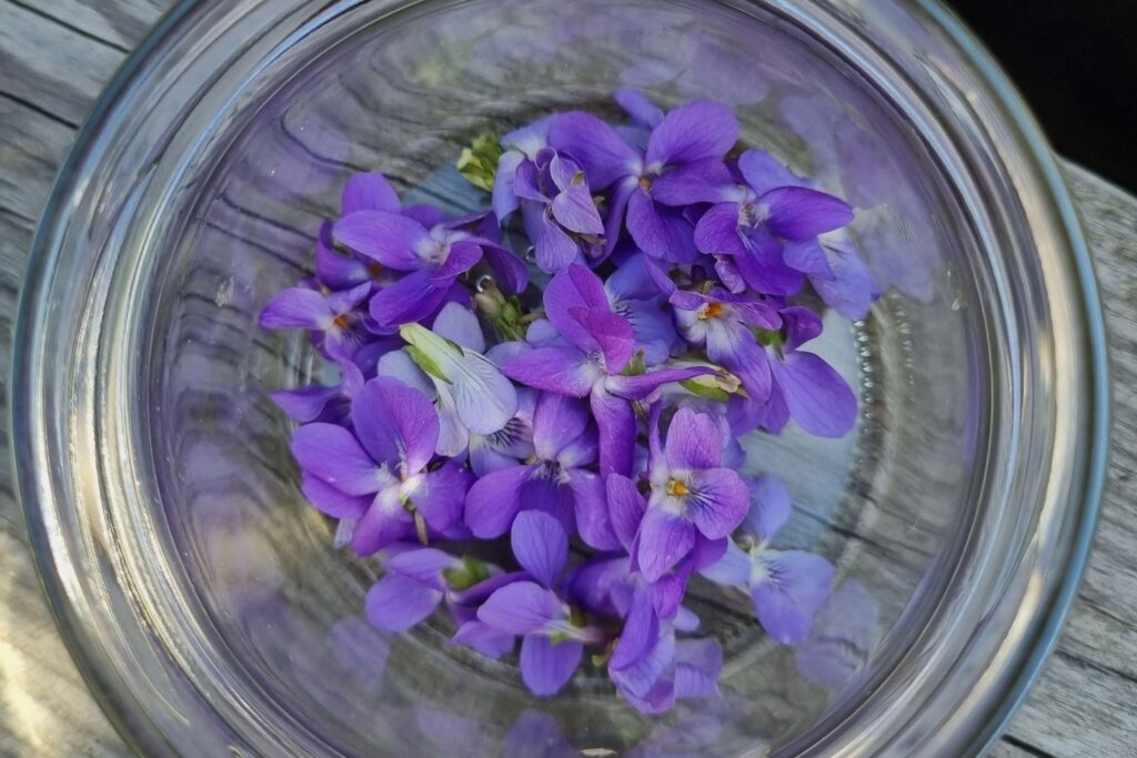 Veilchenblüten Viola odorata