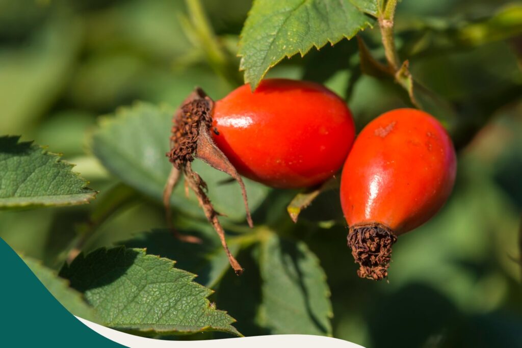 Die Hagebutte ist der einer der beiden Stars in unserem Rezept für das Hagebutten-Ölserum