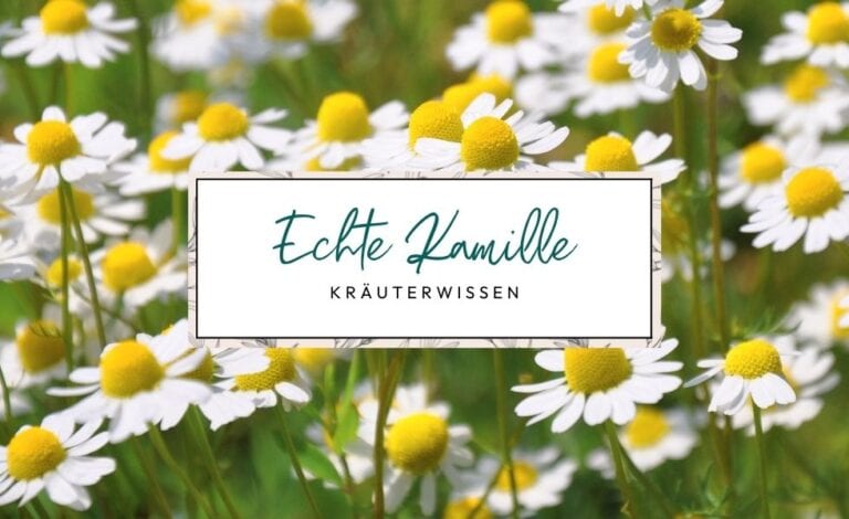 Echte Kamille
