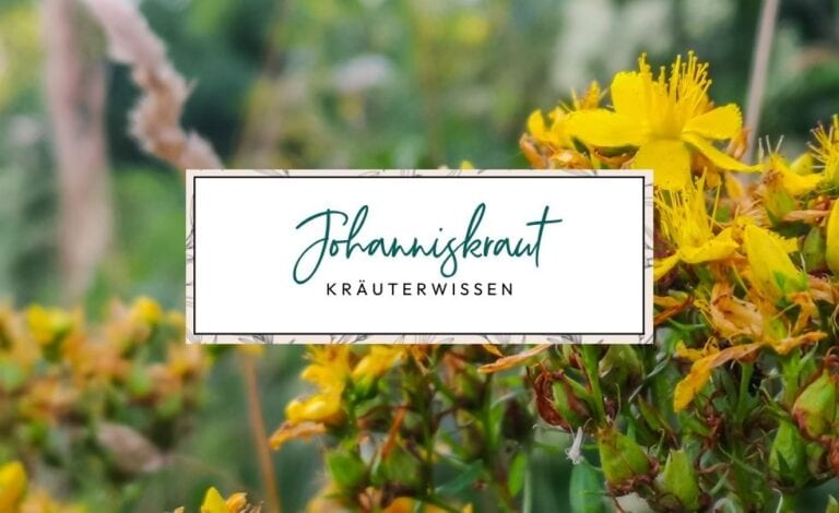 Echtes Johanniskraut