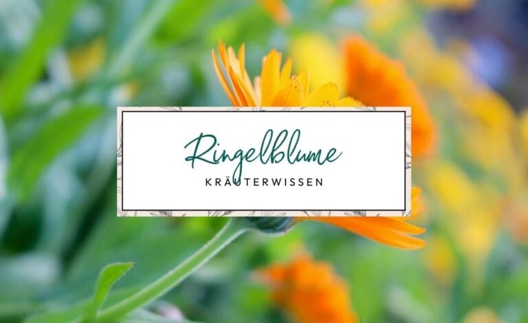 Ringelblume Kräuterwissen