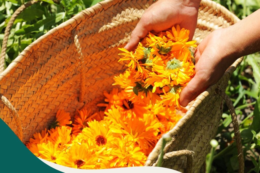 Ringelblume Calendula officinalis