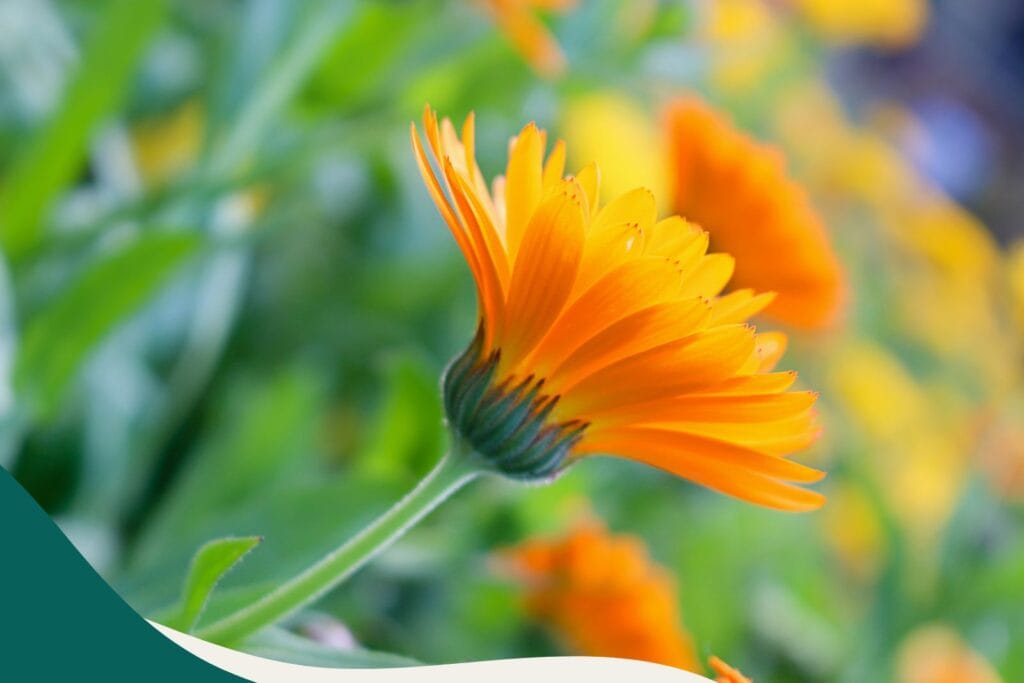 Ringelblume Calendula officinalis