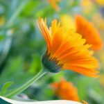 Ringelblume Calendula officinalis