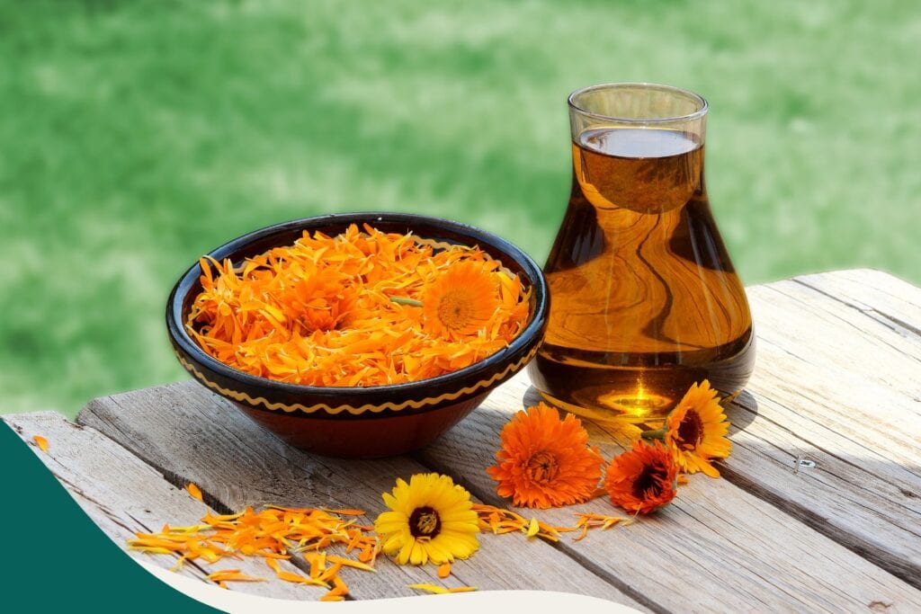 Ringelblume Calendula officinalis
