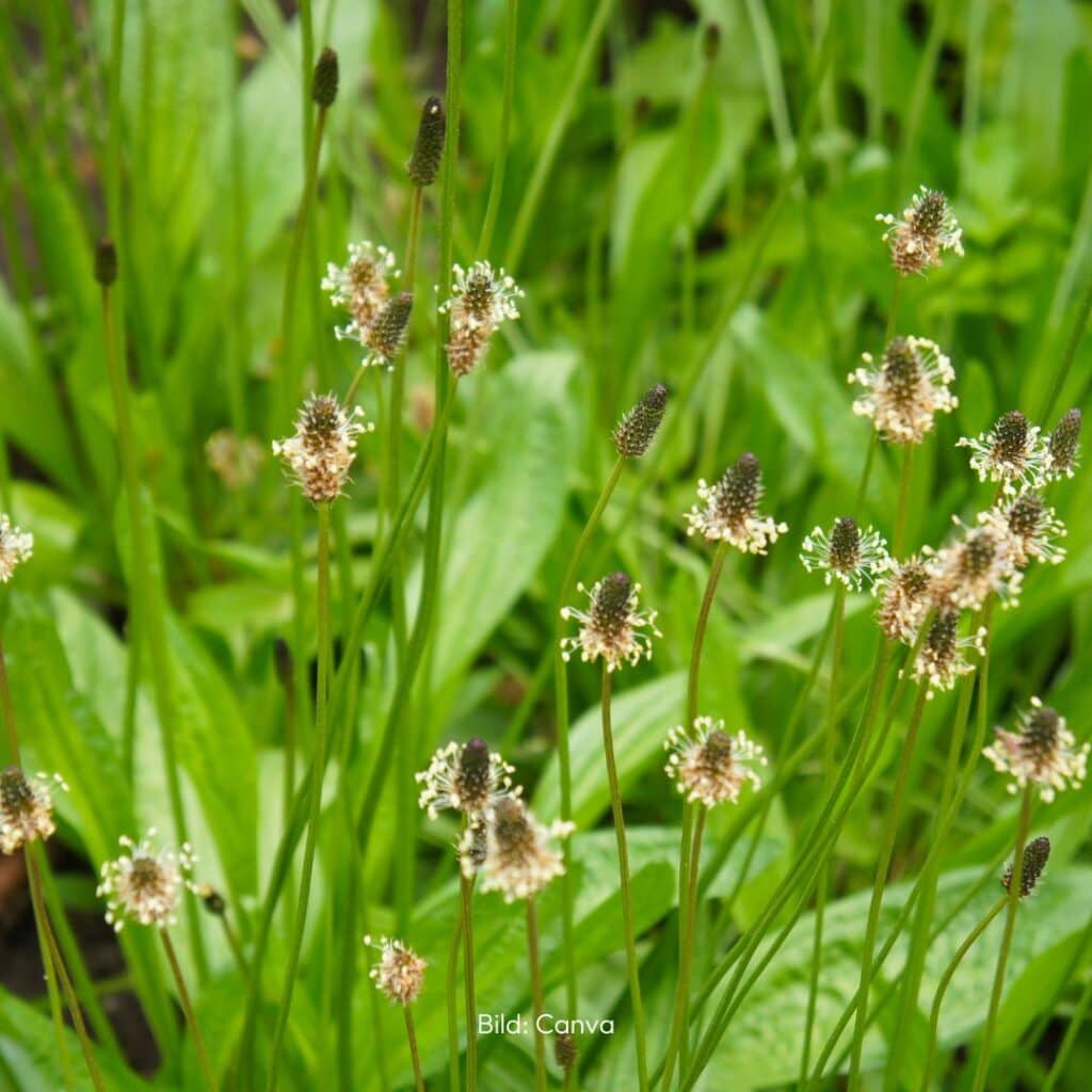 Spitzwegerich Blätter und Blüten