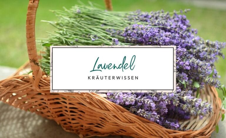 Kräuterwissen echter Lavendel