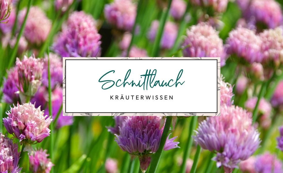 Kräuterwissen Schnittlauch