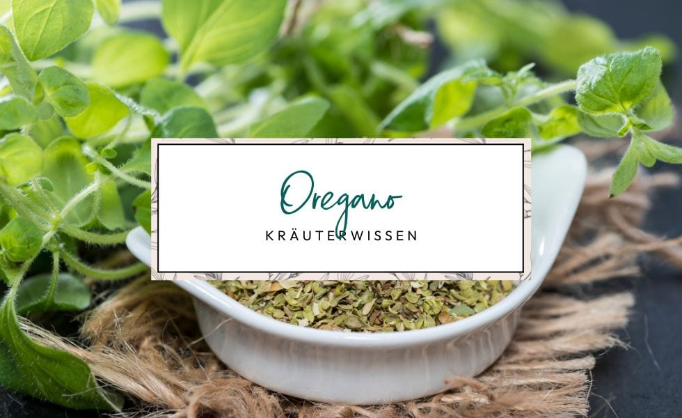 Oregano