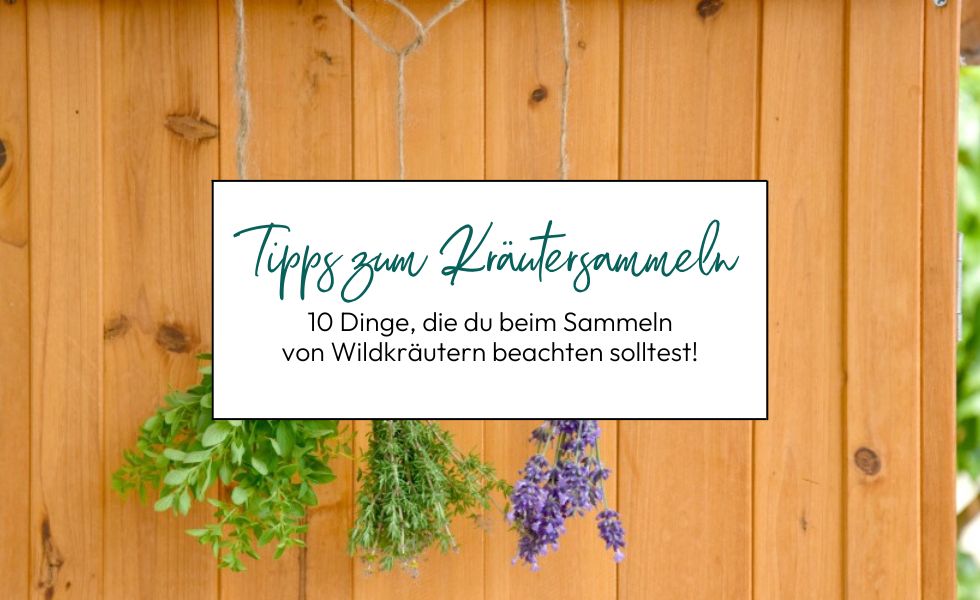 Basiswissen 10 Dinge, die du beim Sammeln von Wildkräutern beachten solltest