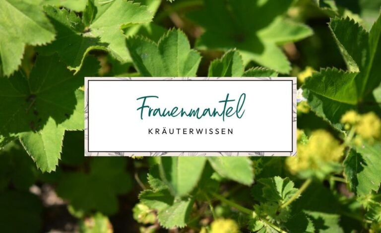 Kräuterwissen Frauenmantel