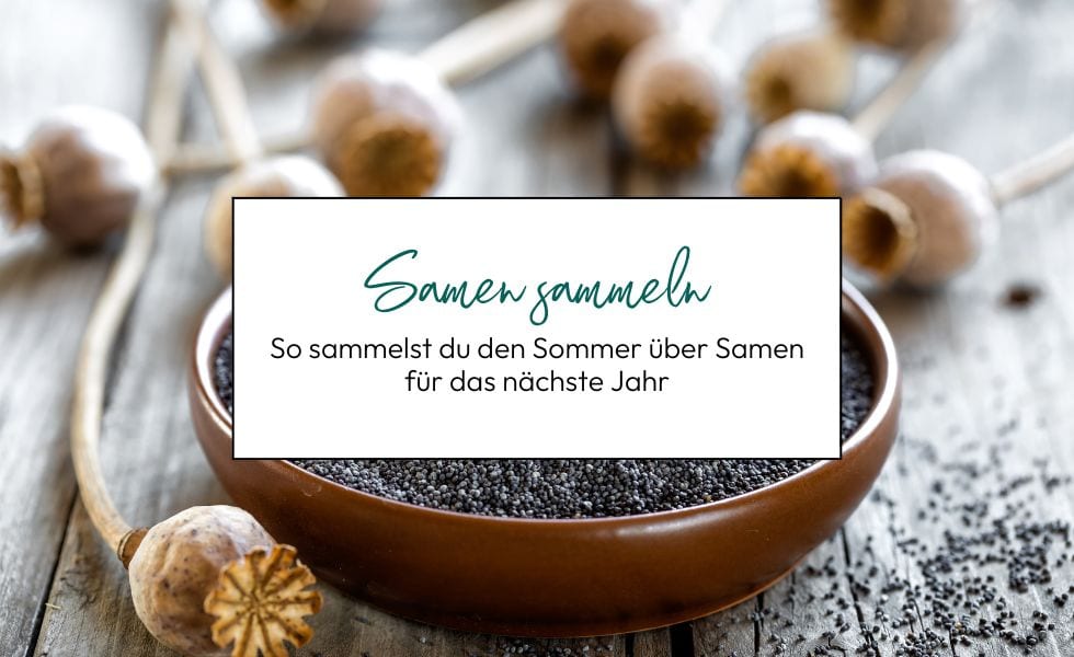 Samen sammeln