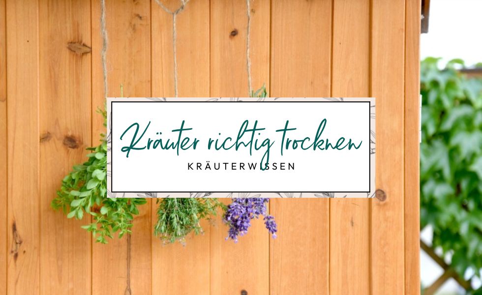 Kräuter richtig trocknen