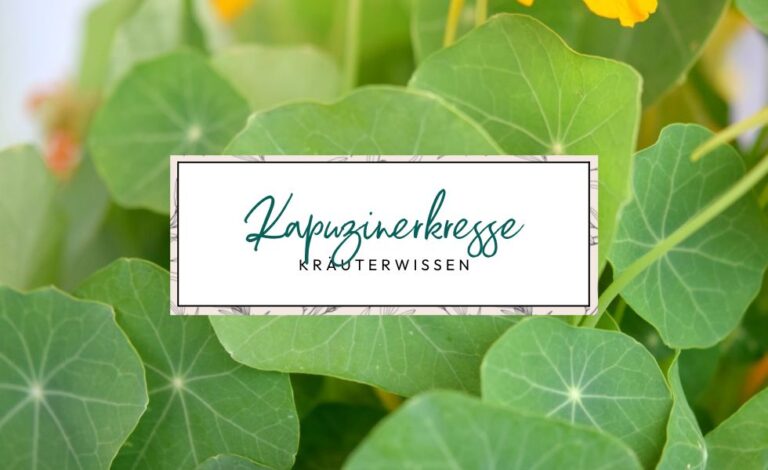 Kräuterwissen Kapuzinerkresse