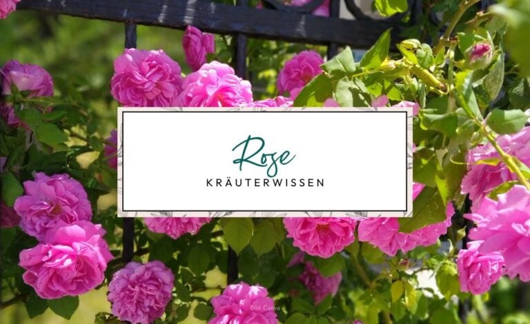 Kräuterwissen Rose