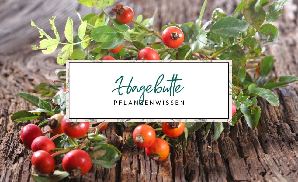 Pflanzenwissen Hagebutte