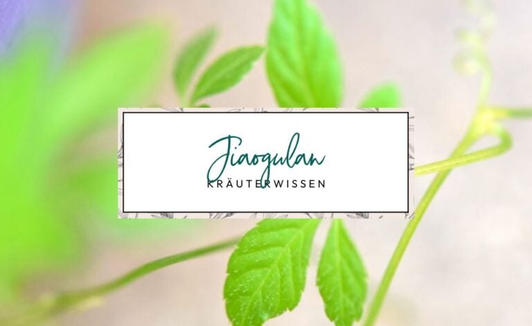 Jiaogulan - Kraut der Unsterblichkeit