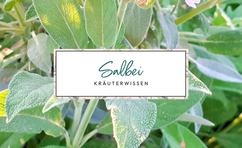 Kräuterwissen Salbei