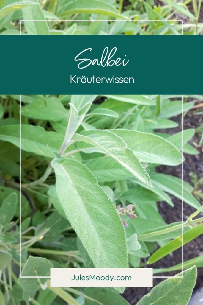 Kräuterwissen Salbei
