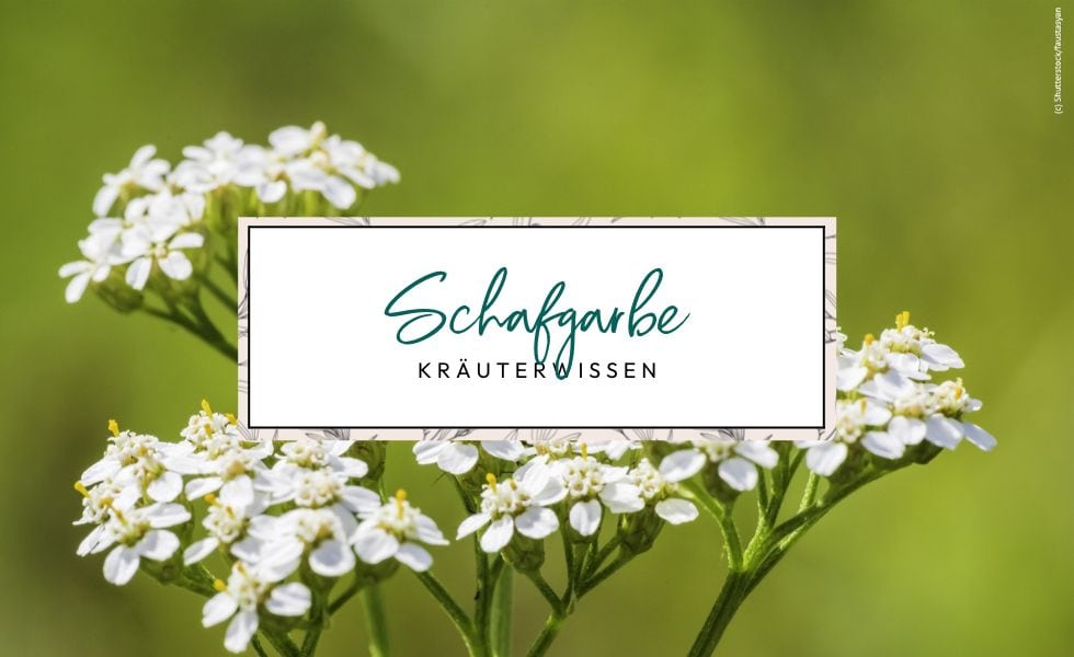 Achillea millefolium Kräuterwissen Schafgarbe
