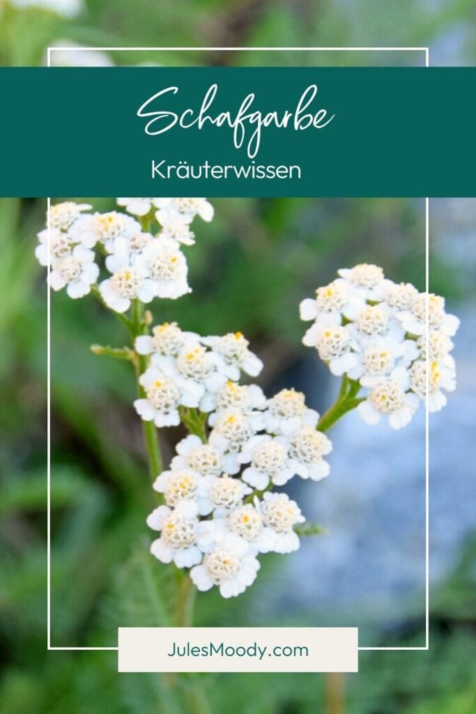 Achillea millefolium Kräuterwissen Schafgarbe
