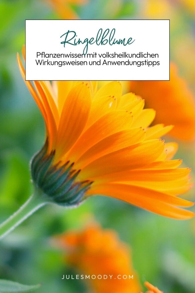 Ringelblume Calendula officinalis