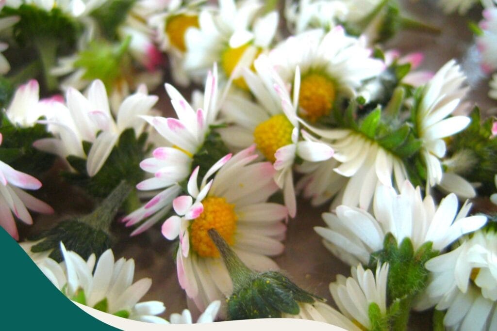 frische Gänseblümchen