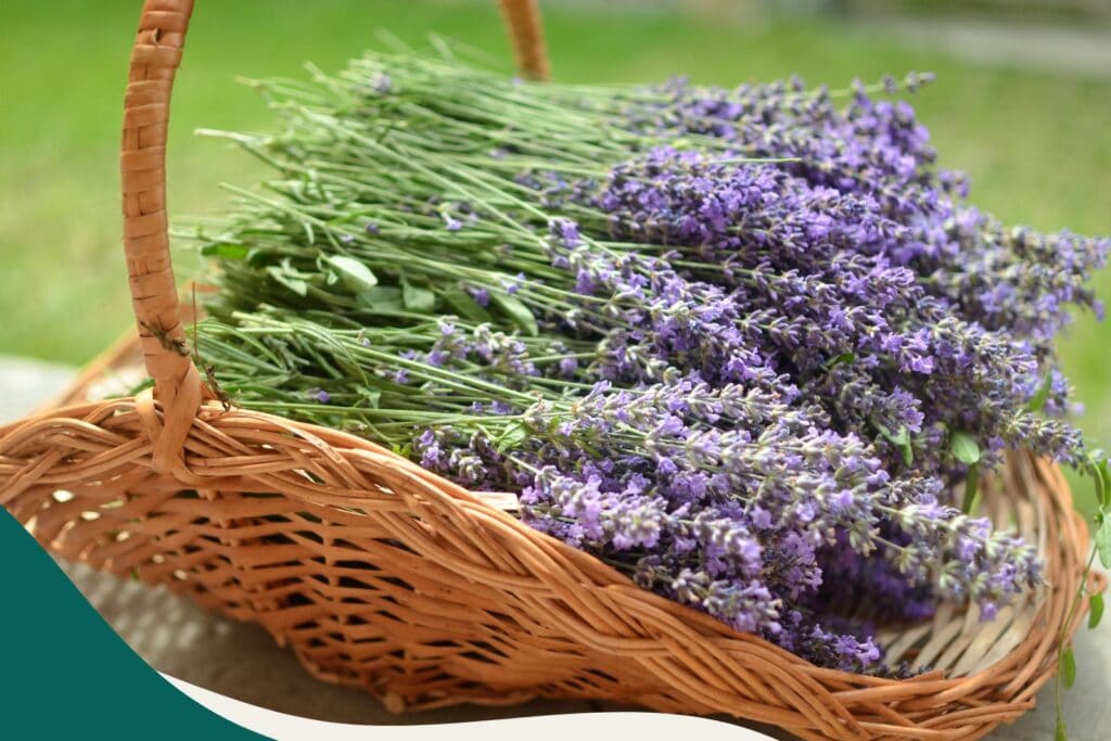 Echter Lavendel im Korb