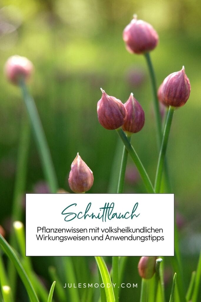 Kräuterwissen Schnittlauch
