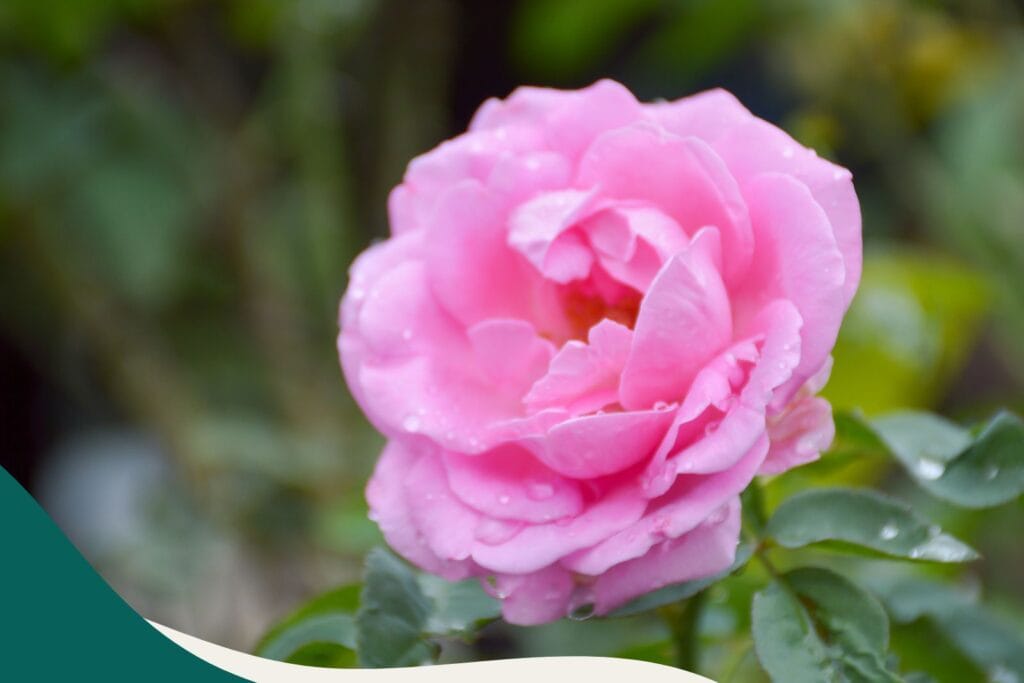 5 ätherische Öle für deine Hausapotheke - Rose