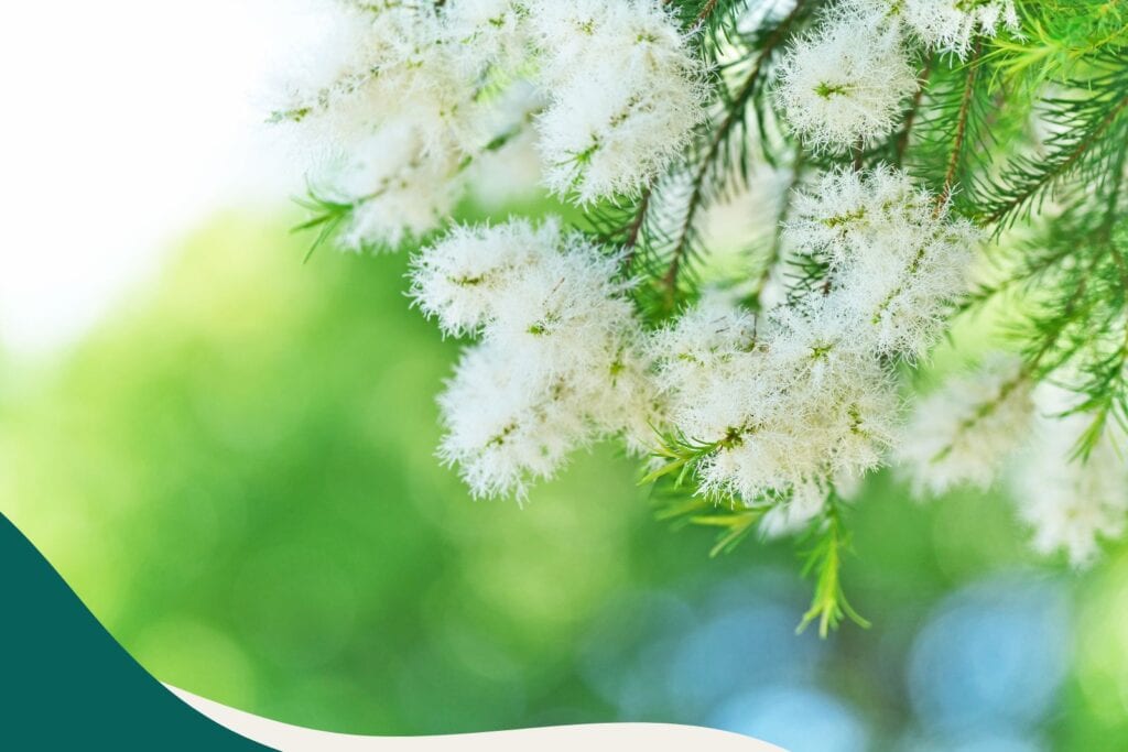 5 ätherische Öle für deine Hausapotheke - Teebaum