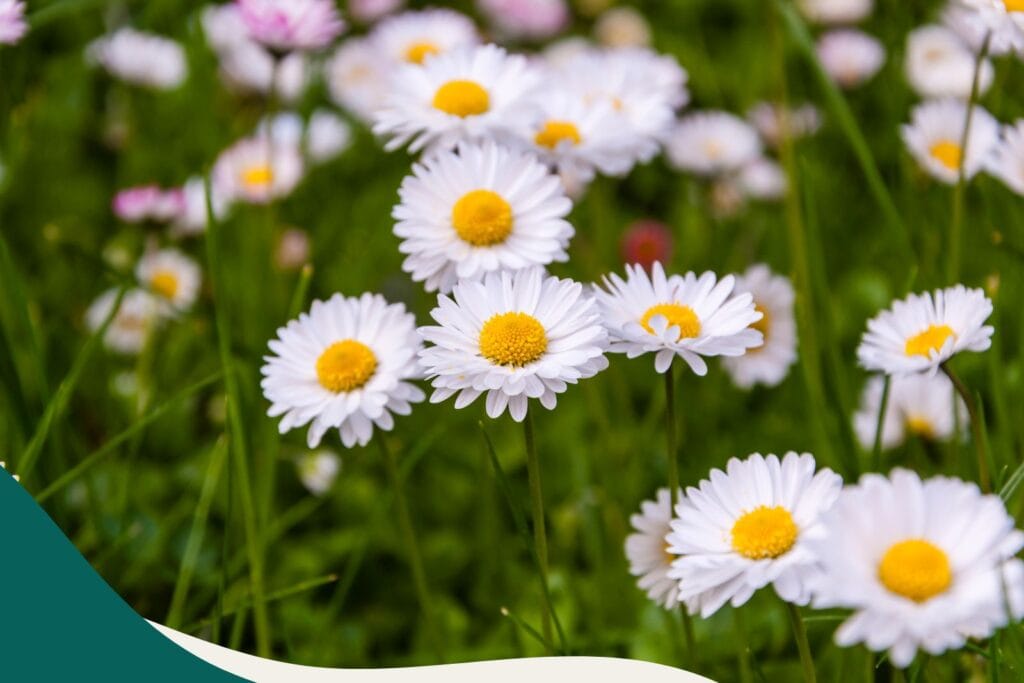 Kräuterwissen Gänseblümchen